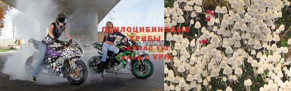сатива Белокуриха